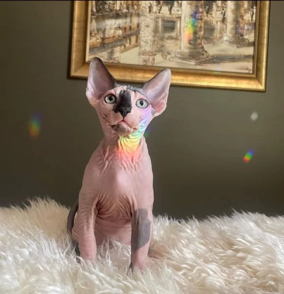 Gatti sphynx