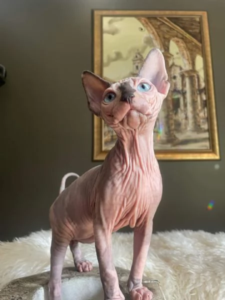 Gatti sphynx | Foto 5