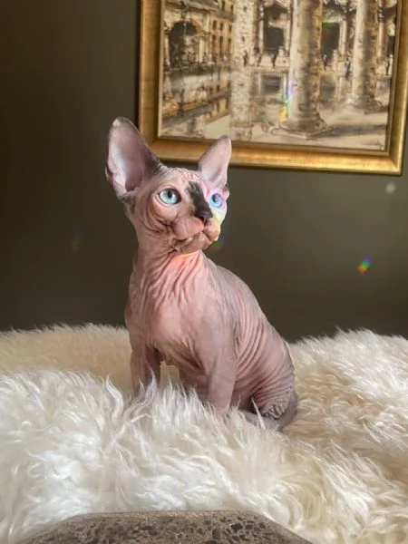 Gatti sphynx | Foto 4