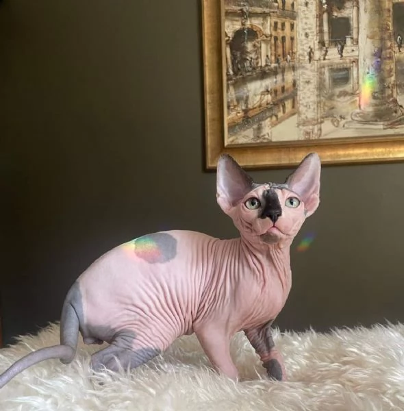 Gatti sphynx | Foto 3