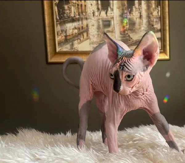 Gatti sphynx | Foto 1