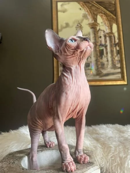 Gatti sphynx | Foto 0