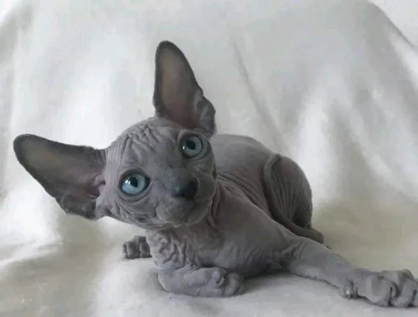 BELLISSIMI GATTINI SPHYNX