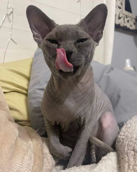 BELLISSIMI GATTINI SPHYNX | Foto 6