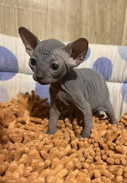 BELLISSIMI GATTINI SPHYNX | Foto 4