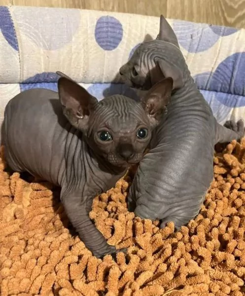 BELLISSIMI GATTINI SPHYNX | Foto 3