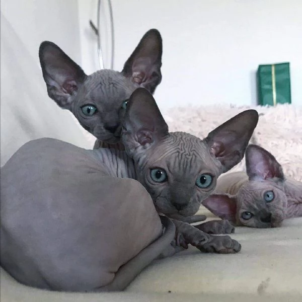 BELLISSIMI GATTINI SPHYNX | Foto 2