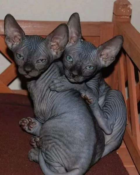 BELLISSIMI GATTINI SPHYNX | Foto 0