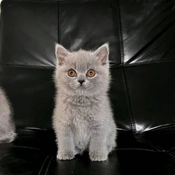 Adorabili gattini British Shorthair disponibili | Foto 6