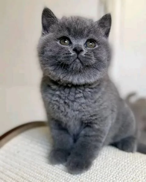 Adorabili gattini British Shorthair disponibili | Foto 5