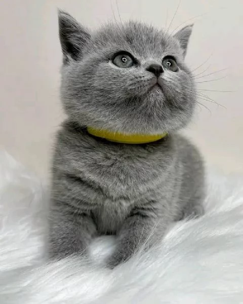 Adorabili gattini British Shorthair disponibili | Foto 4