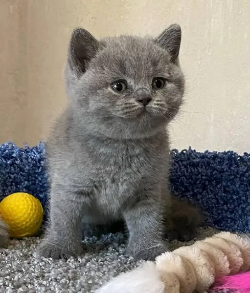 Adorabili gattini British Shorthair disponibili | Foto 3