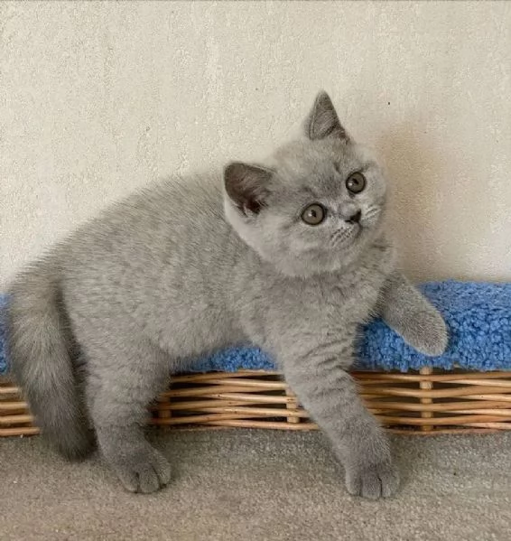 Adorabili gattini British Shorthair disponibili | Foto 2