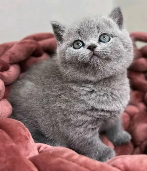 Adorabili gattini British Shorthair disponibili | Foto 1