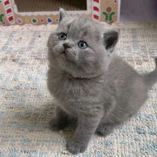 Adorabili gattini British Shorthair disponibili | Foto 0