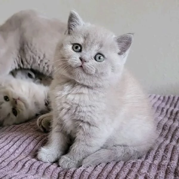 Adorabili gattini British Shorthair disponibili