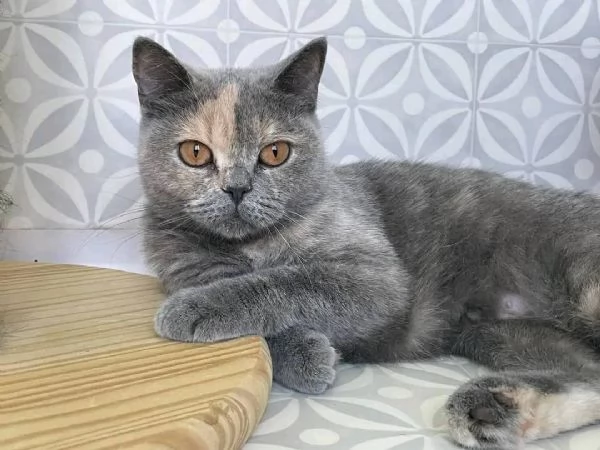 La gattina LUNA British Shorthair è disponibile | Foto 6