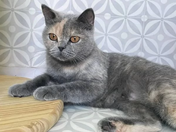 La gattina LUNA British Shorthair è disponibile | Foto 5