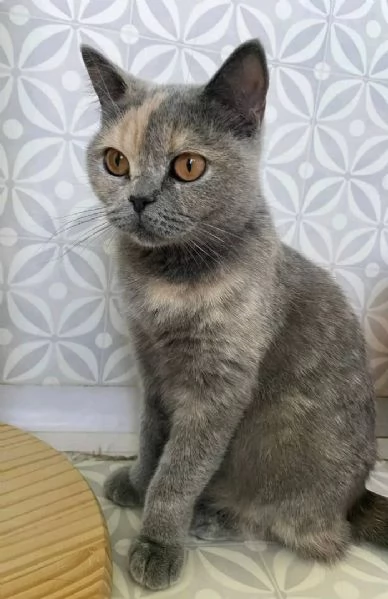 La gattina LUNA British Shorthair è disponibile | Foto 4