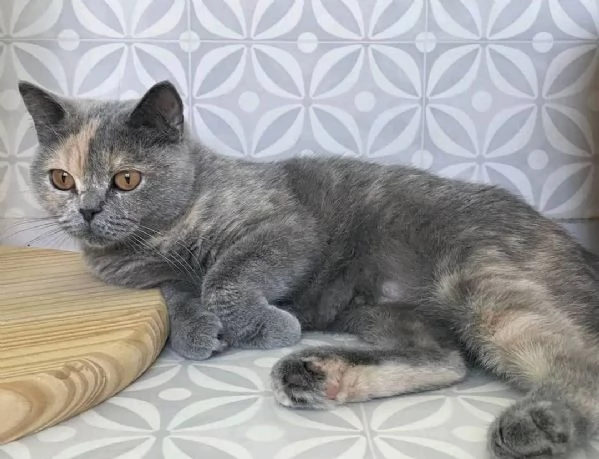 La gattina LUNA British Shorthair è disponibile | Foto 3