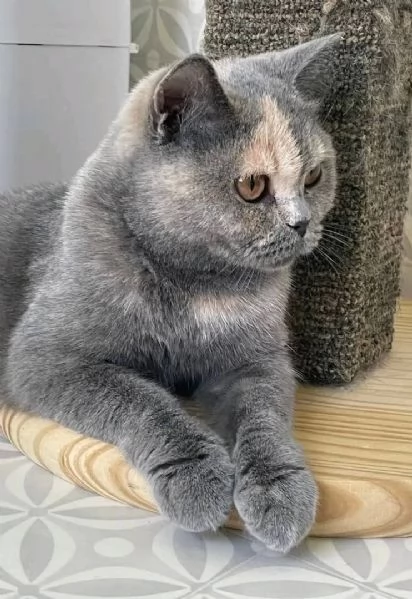 La gattina LUNA British Shorthair è disponibile