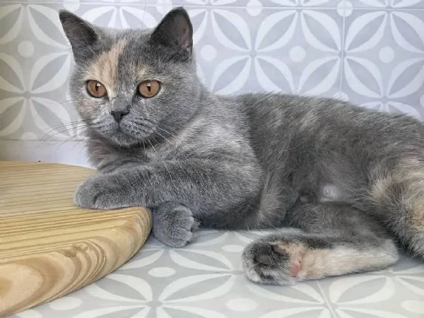 La gattina LUNA British Shorthair è disponibile | Foto 1