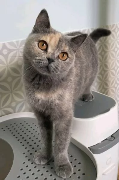 La gattina LUNA British Shorthair è disponibile | Foto 0