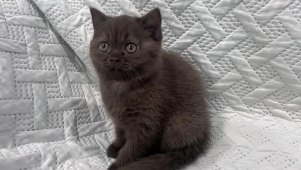 Bellissima gattina British Shorthair disponibile | Foto 0