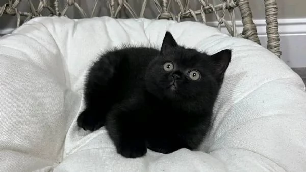 Bellissimo gattino British Shorthair maschio nero