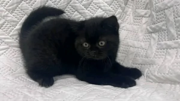 Bellissimo gattino British Shorthair maschio nero | Foto 5