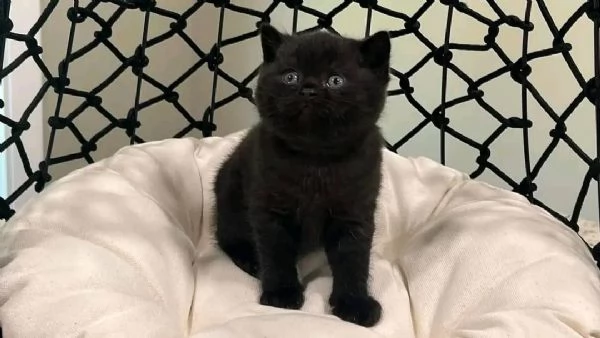 Bellissimo gattino British Shorthair maschio nero | Foto 4