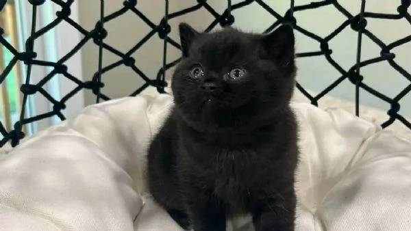 Bellissimo gattino British Shorthair maschio nero | Foto 3