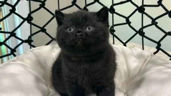 Bellissimo gattino British Shorthair maschio nero | Foto 1