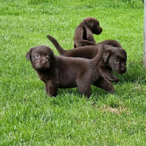 Cuccioli di labrador nero | Foto 6