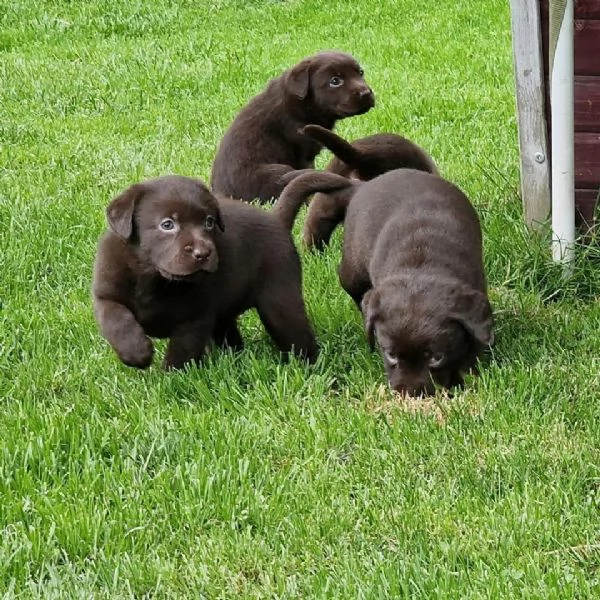 Cuccioli di labrador nero | Foto 4