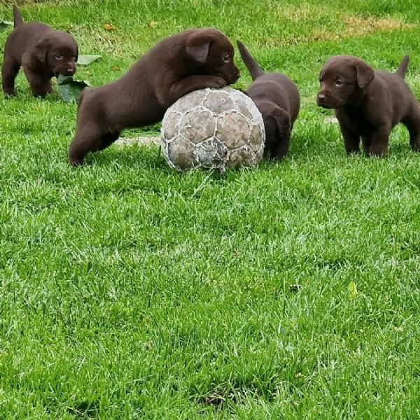 Cuccioli di labrador nero