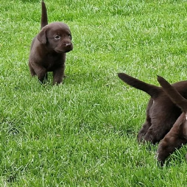 Cuccioli di labrador nero | Foto 1