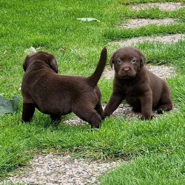 Cuccioli di labrador nero | Foto 0