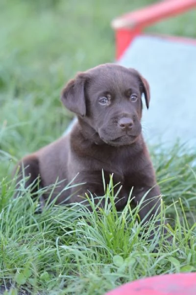 cuccioli di labrador | Foto 6