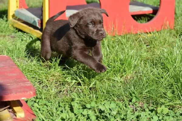 cuccioli di labrador | Foto 5