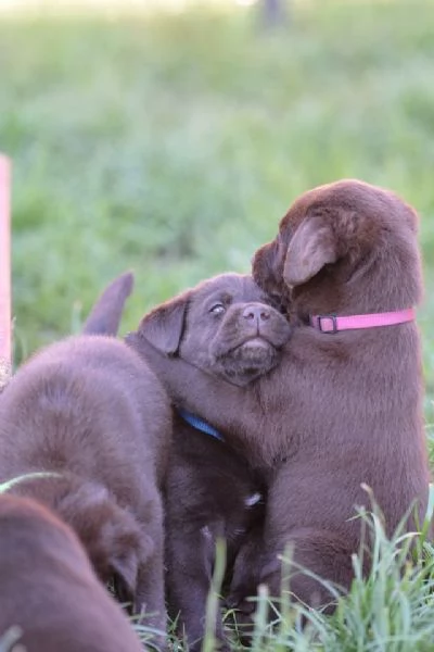 cuccioli di labrador | Foto 4