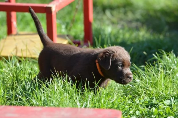 cuccioli di labrador | Foto 3