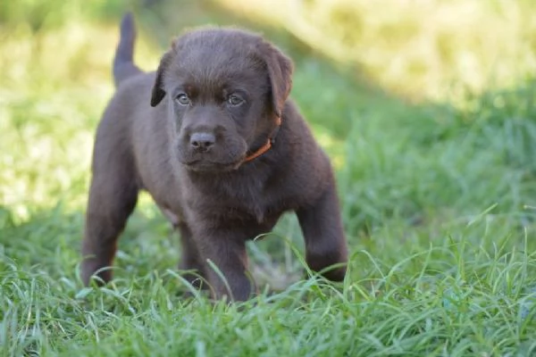 cuccioli di labrador | Foto 2