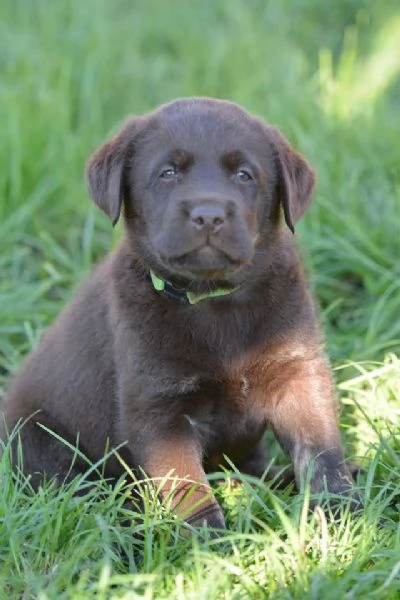 cuccioli di labrador | Foto 1