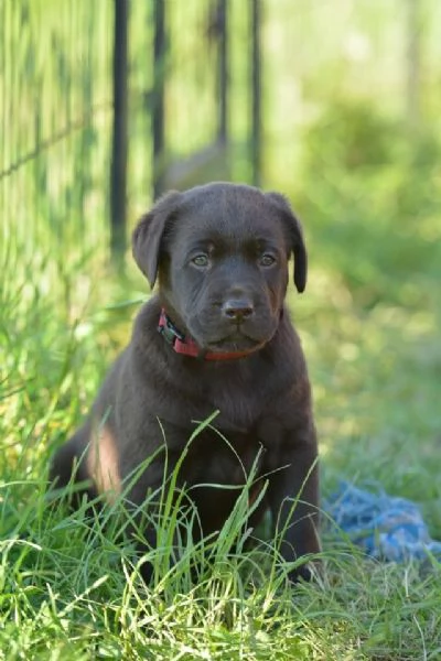 cuccioli di labrador