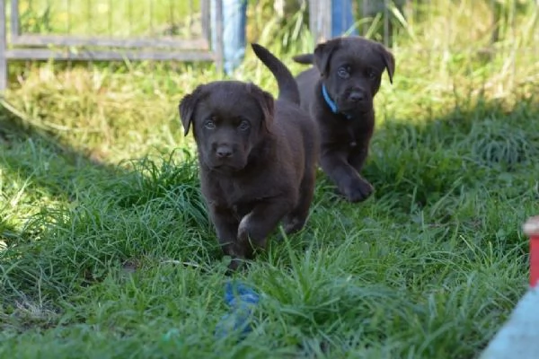 cuccioli di labrador | Foto 0