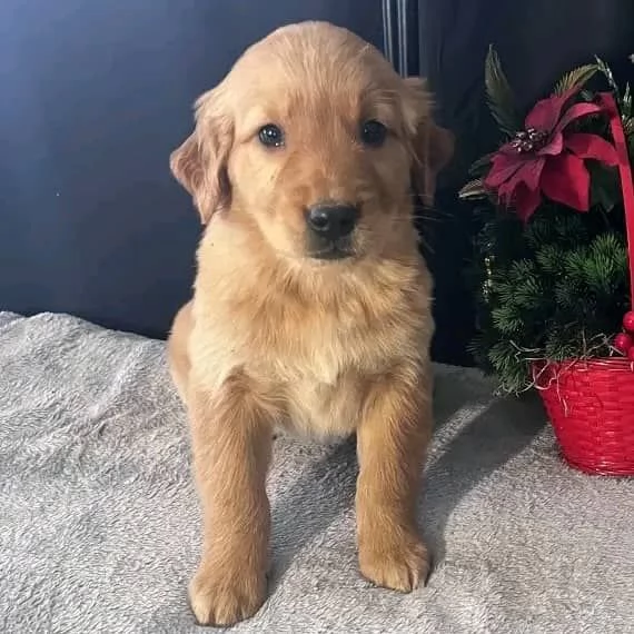 Cuccioli di golden retriever