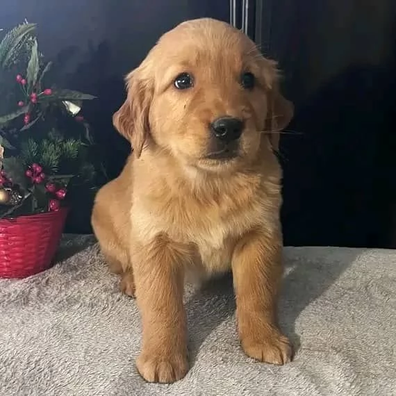 Cuccioli di golden retriever | Foto 4