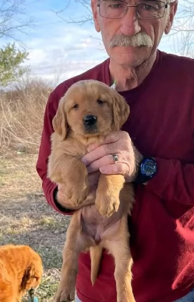 Cuccioli di golden retriever | Foto 2