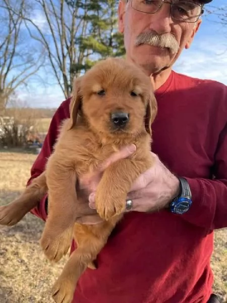 Cuccioli di golden retriever | Foto 1